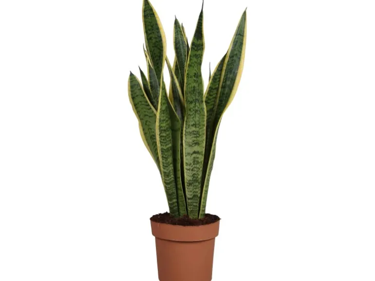 GROW by OBI Bogenhanf Laurentii Topf Ø ca. 17 cm Sansevieria Trifasciata