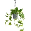 GROW by OBI Efeutute Aureum Topf-Ø ca. 17 cm Epipremnum Aureum