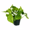 GROW by OBI Efeutute "Marble Green" Höhe ca. 20 cm Topf-Ø ca. 12 cm Scindapsus