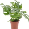 GROW by OBI Fensterblatt Höhe ca. 25-35 cm Topf Ø ca. 12 cm Monstera Minima
