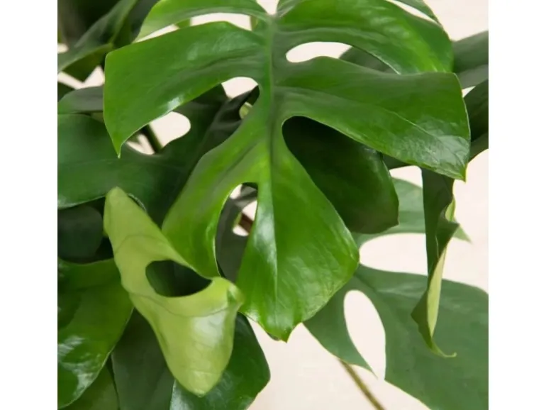 GROW by OBI Fensterblatt Höhe ca. 25-35 cm Topf Ø ca. 12 cm Monstera Minima