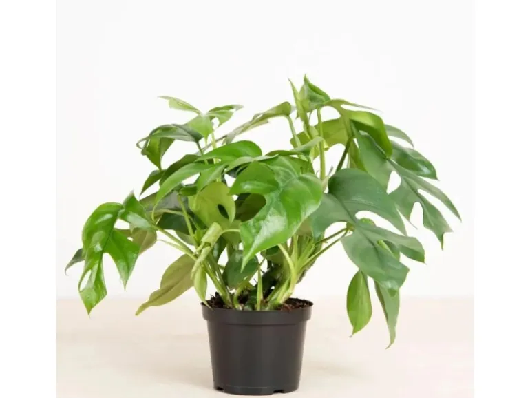 GROW by OBI Fensterblatt Höhe ca. 25-35 cm Topf Ø ca. 12 cm Monstera Minima