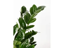 GROW by OBI Glücksfeder Höhe ca. 65 - 70 cm Topf Ø 17 cm Zamioculcas Zamiifolia