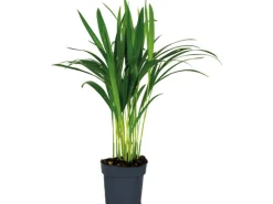 GROW by OBI Goldfruchtpalme Topf Ø ca. 12 cm Areca Dypsis Lutescens