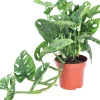 GROW by OBI Lochpflanze Leichtlinii Topf Ø ca. 12 cm Monstera Adansonii