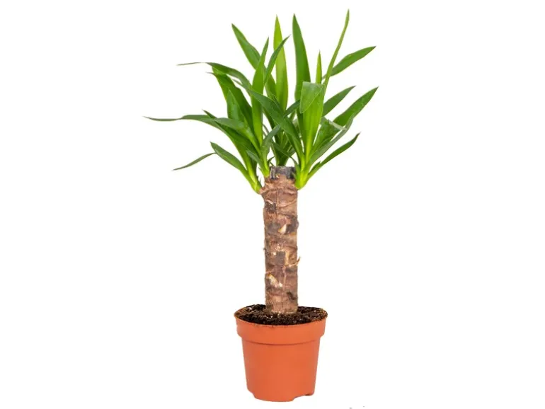 GROW by OBI Palmlilie 1er Stamm Topf Ø ca. 11 cm Yucca Elephantipes