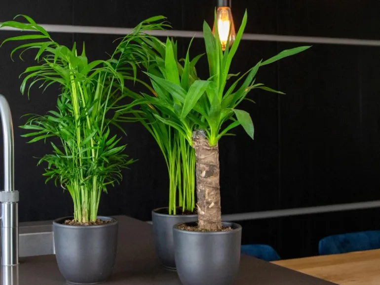 GROW by OBI Palmlilie 1er Stamm Topf Ø ca. 11 cm Yucca Elephantipes