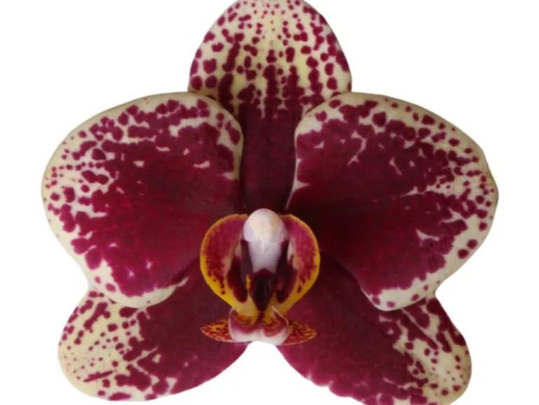 GROW by OBI Schmetterlingsorchidee Spain Höhe 35-40 cm Topf Ø 9 cm Phalaenopsis