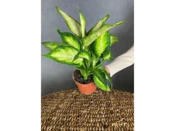 GROW Dieffenbachie 