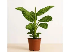 GROW Dieffenbachie "Reflector" Höhe ca. 50 - 55 cm Topf-Ø 17 cm Dieffenbachia
