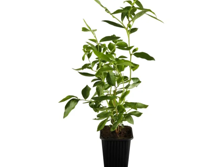 Heidelbeere "Elisabeth" Höhe ca. 20 - 30 cm Topf ca. 2 l Vaccinium corymbosum
