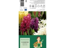 Hyazinthen Mischung Mischung 12 Stück  Hyacinthus Mix