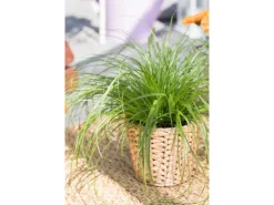 Katzengras 