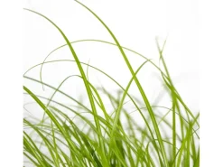 Katzengras 