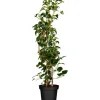 Kletterhortensie Weiß Höhe ca. 60 - 80 cm Topf ca. 5 l  Hydrangea petiolaris