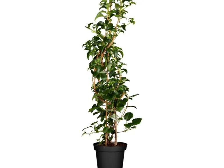 Kletterhortensie Weiß Höhe ca. 60 - 80 cm Topf ca. 5 l Hydrangea petiolaris