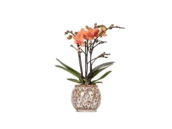 Kolibri Orchids Orange Phalaenopsis Orchidee Mineral Bolzano & Safari Topf Topfgröße 9cm Blühende Zimmerpflanze