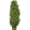 Lebensbaum "Brabant" Set à 20 Stück Höhe ca. 180 - 200 cm Ballenware Thuja
