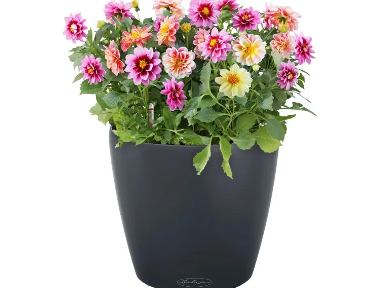 Lechuza® Pflanzgefäß Classico Color 28 Schiefergrau Ø 28 cm