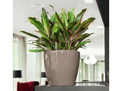 Lechuza® Pflanzgefäß Classico Premium LS Ø 22 cm x 21 cm Taupe hochglanz