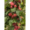 Malus Eleyi Zierapfel Rotblühend 60–100 cm