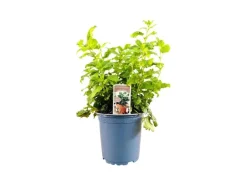 Melissa Officinalis Zitronenmelisse Ca. 11x11 cm Topf