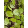 Muehlenbeckia Axillaris Kriechende Schönfrucht Ca. 9x9 cm Topf