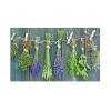 MySpotti Küchenrückwand Profix Cucina Kräuter Provence 100 x 60 cm Grün