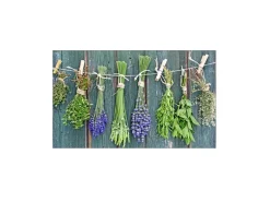 MySpotti Küchenrückwand Profix Cucina Kräuter Provence 100 x 60 cm Grün