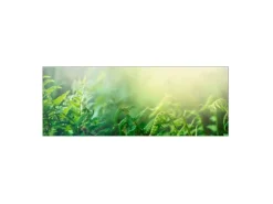 MySpotti Küchenrückwand Profix Cucina Farn 160 x 60 cm Farngrün