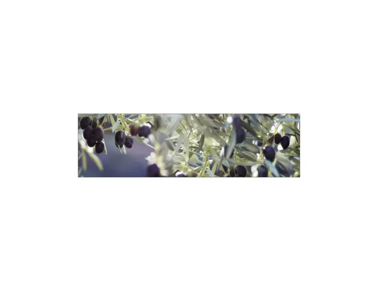 MySpotti Küchenrückwand Profix Cucina Olivenbaum 210 x 60 cm Violettfarben