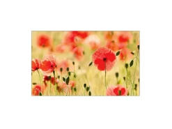 MySpotti Küchenrückwand Profix Cucina Mohnet 100 x 60 cm Mohnblüte