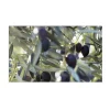 MySpotti Küchenrückwand Profix Cucina Olivenbaum 100 x 60 cm Grün-Blau