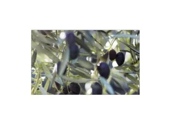 MySpotti Küchenrückwand Profix Cucina Olivenbaum 100 x 60 cm Grün-Blau
