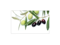 MySpotti Küchenrückwand Profix Cucina Olivenzweig 100 x 60 cm Olivgrün