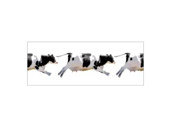 MySpotti Küchenrückwand Profix Cucina Fliegende Kuh 160 x 60 cm Schwarz-Weiß