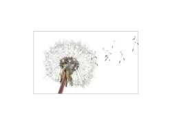 MySpotti Küchenrückwand Profix Cucina Dandelion 100 x 60 cm Weiß-Grau
