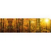 Myspotti Küchenrückwandfolie Herbstwald Selbstklebend 280 cm x 60 cm