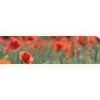 Myspotti Küchenrückwandfolie Mohn Selbstklebend 280 cm x 60 cm