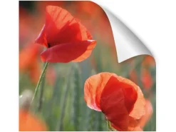 Myspotti Küchenrückwandfolie Mohn Selbstklebend 450 cm x 60 cm