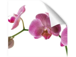 Myspotti Küchenrückwandfolie Orchidee Pink Selbstklebend 220 cm x 60 cm
