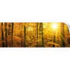 Myspotti Küchenrückwandfolie Herbstwald Selbstklebend 220 cm x 60 cm