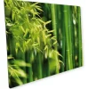 Myspotti Mini-Spritzschutzplatte Bambuswald 59 cm x 41 cm