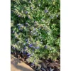 Nepeta Cataria Katzenminze Ca. 9x9 cm Topf