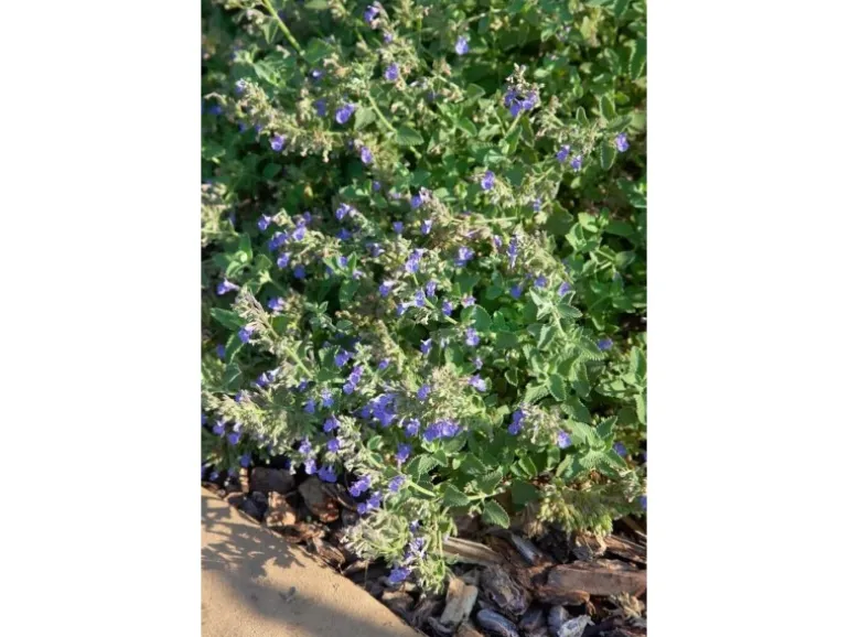 Nepeta Cataria Katzenminze Ca. 9x9 cm Topf