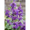 Nepeta Racemosa Superba Katzenminze Ca. 9x9 cm Topf