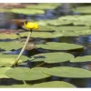 Nuphar Lutea Teichmummel Ca 11x11 cm Topf