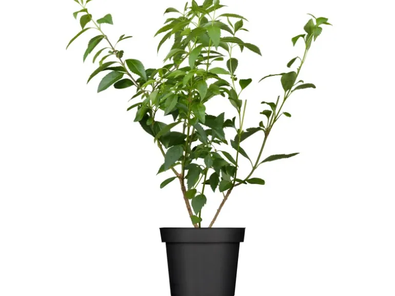 OBI Forsythie "Lynwood Gold" Gelb Höhe ca. 50 - 60 cm Topf ca. 3,5 l Forsythia