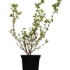 OBI Gartenjasmin "Schneesturm" Weiß Höhe ca.50-60 cm Topf ca. 3,5 l Philadelphus