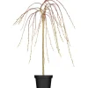 OBI Hängende Kätzchenweide "Pendula" Gelb Höhe ca. 80-100 cm Topf ca.5,5 l Salix